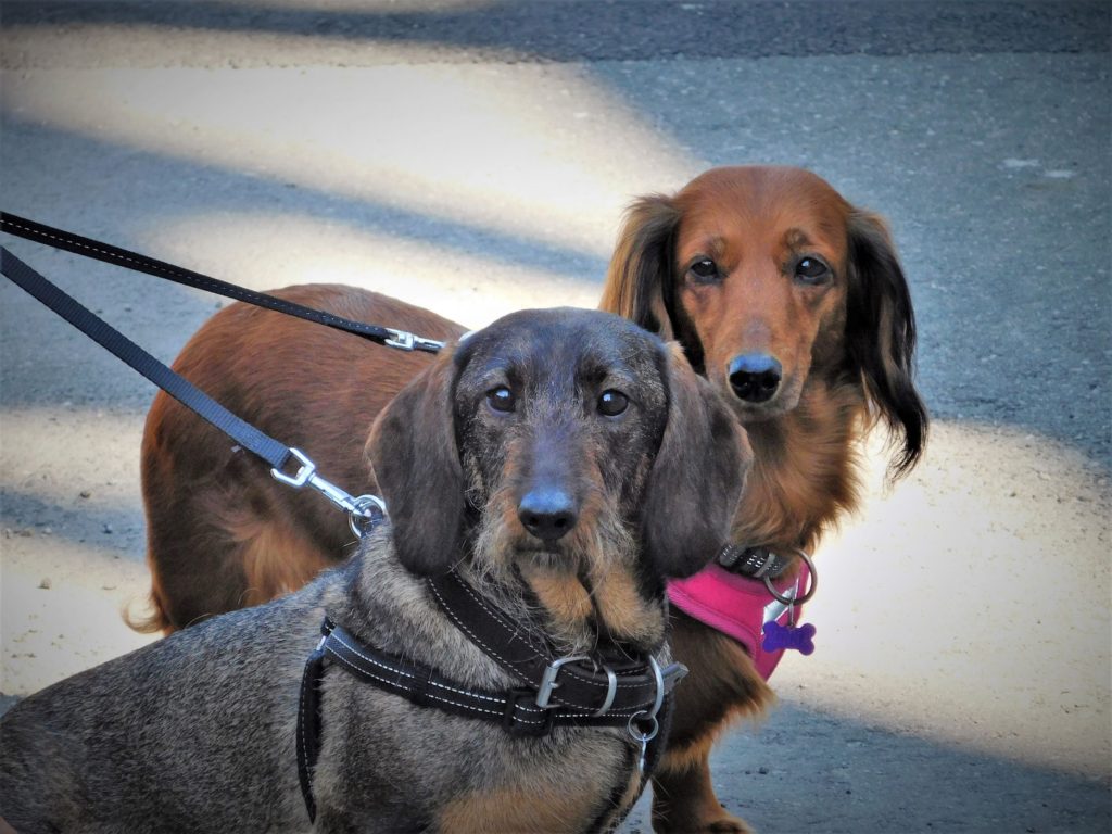 local dogs in bronnoysund norway