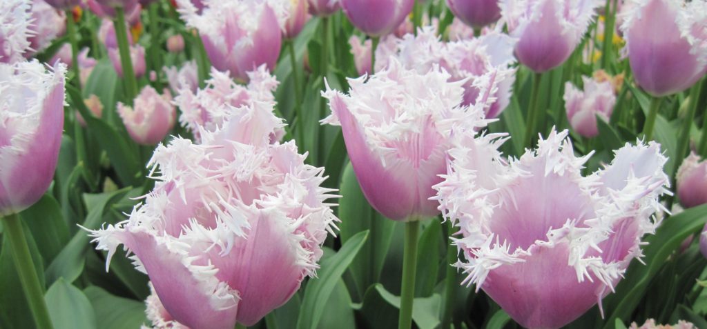 keukenhof tulips2