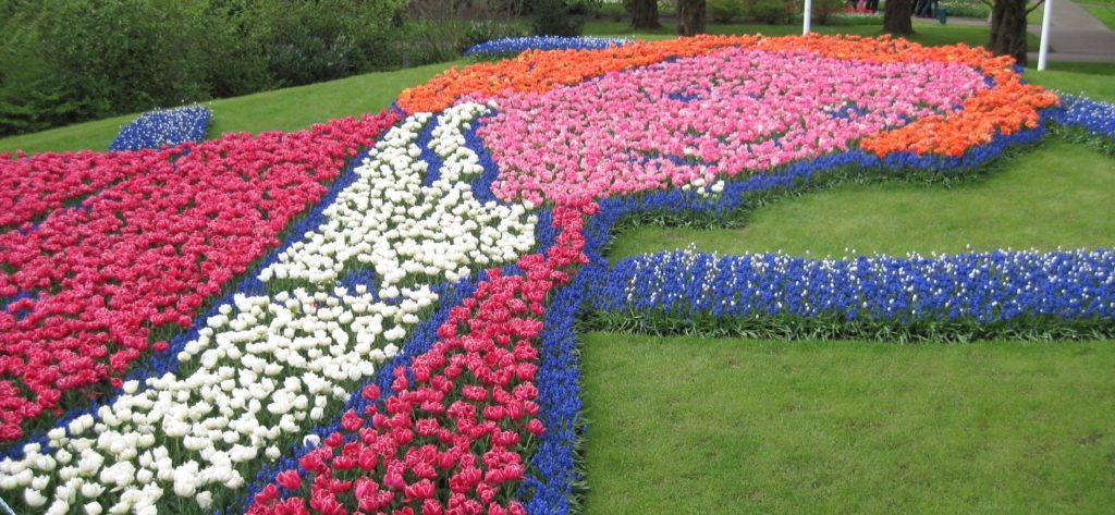 mozart tulips at keukenhof