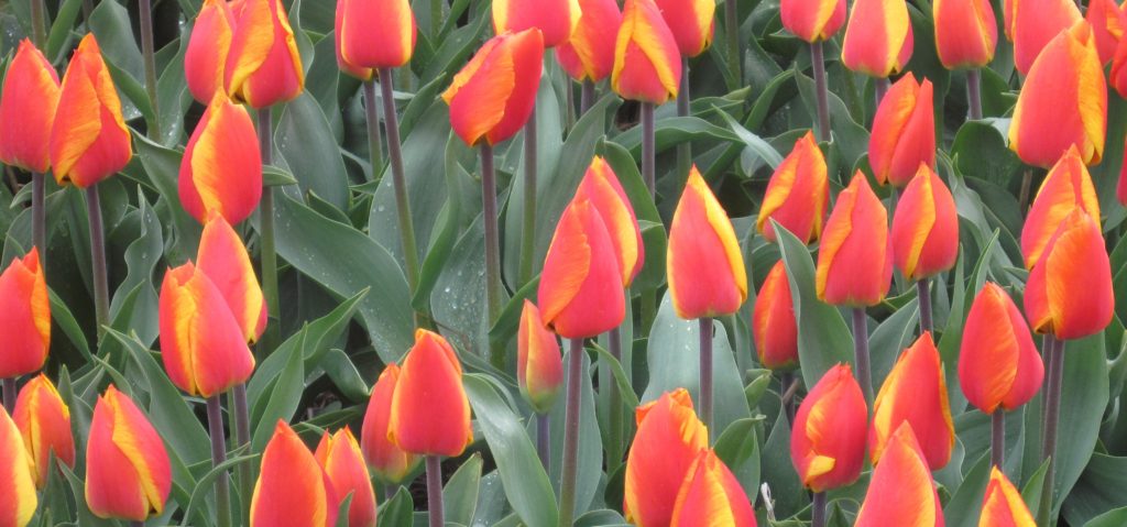 keukenhof tulips9