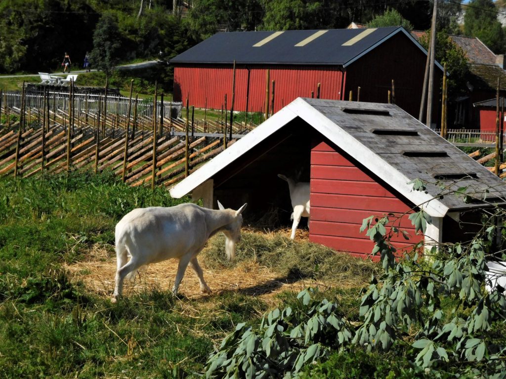 rural norway