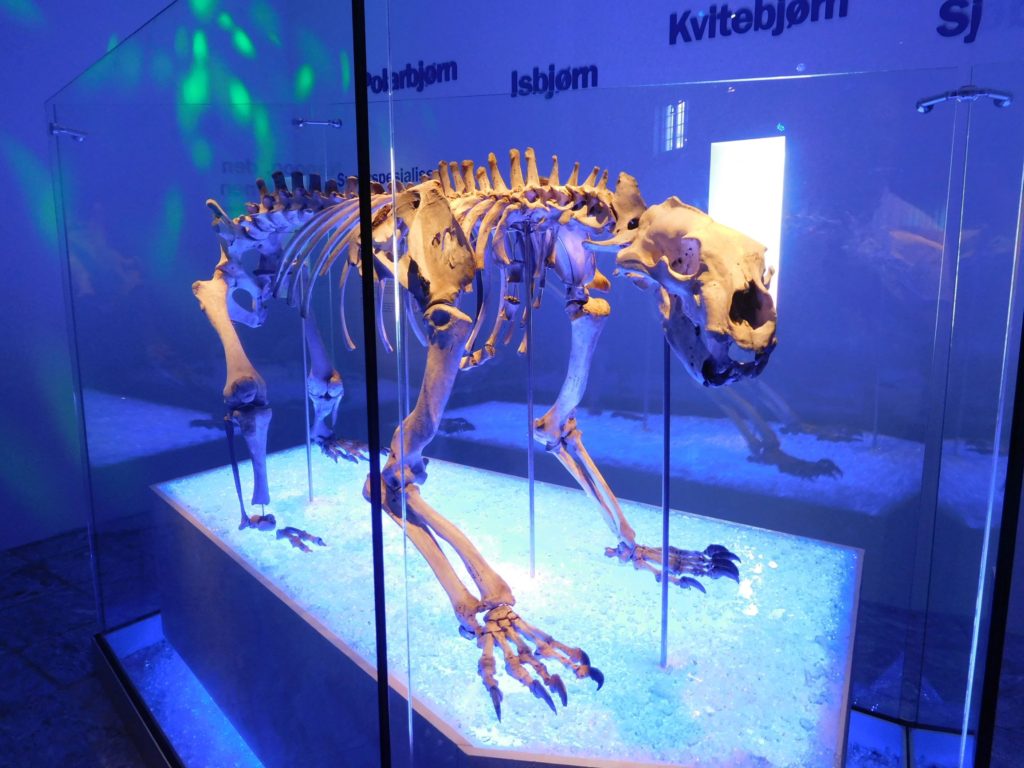 polar bear skeleton