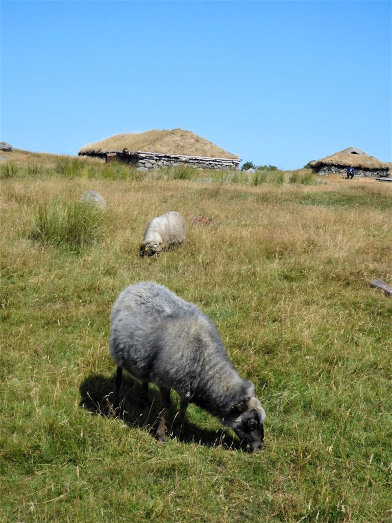 sheep grazing