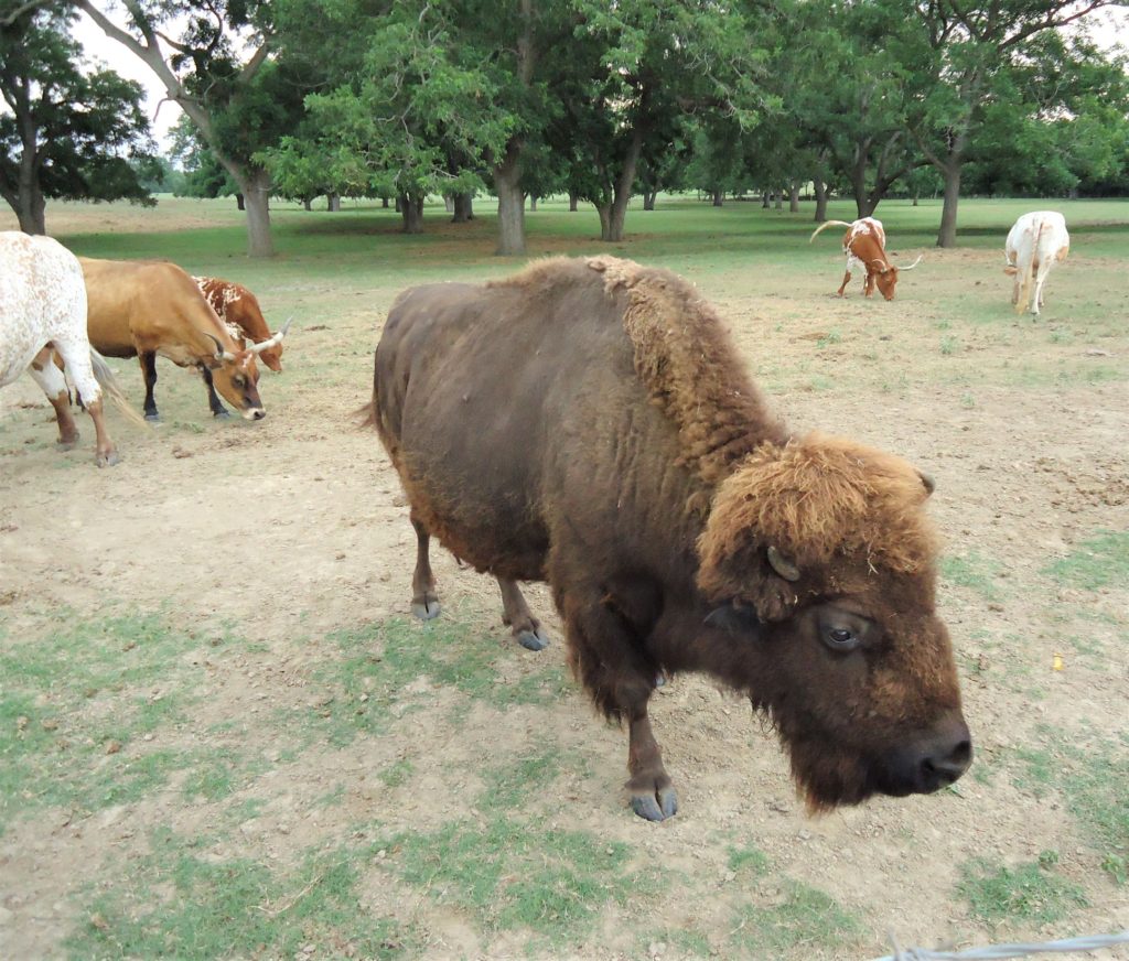 bison