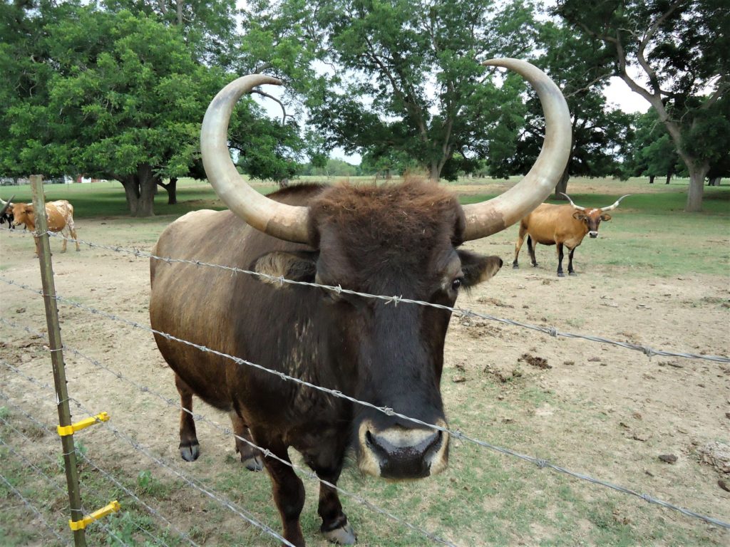 longhorn steer