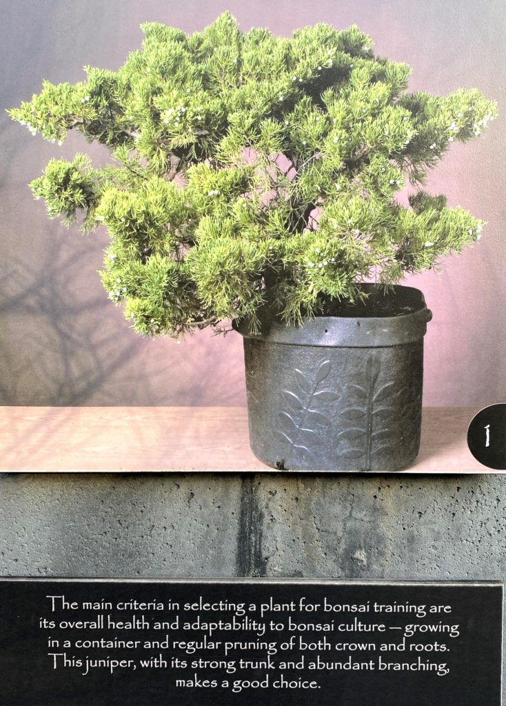 creating a bonsai1