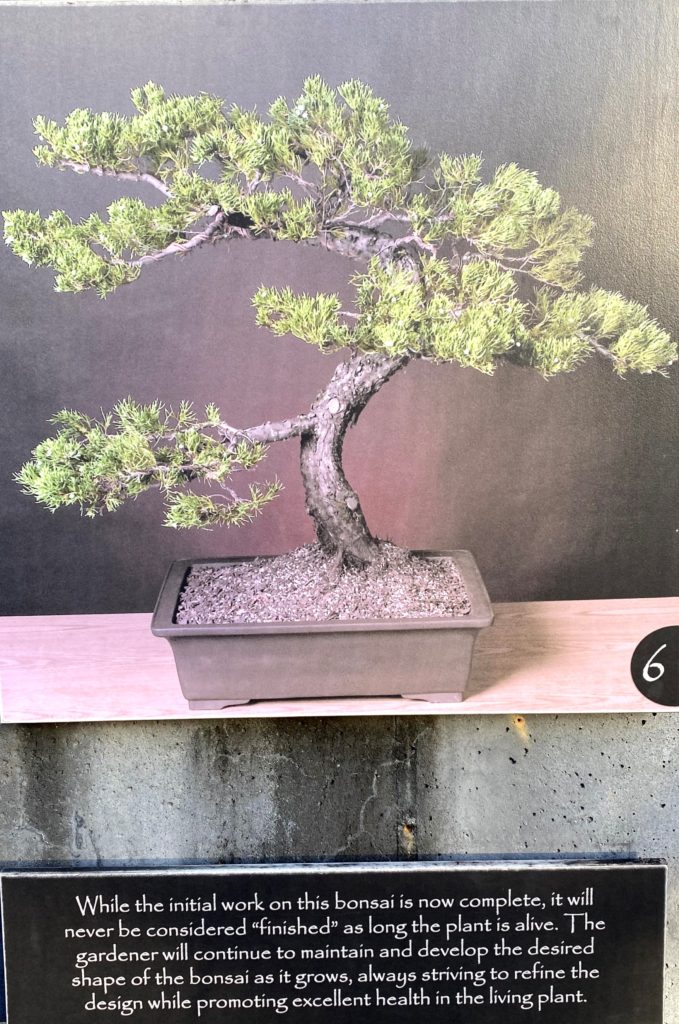 creating a bonsai6
