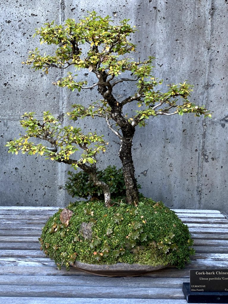 bonsai