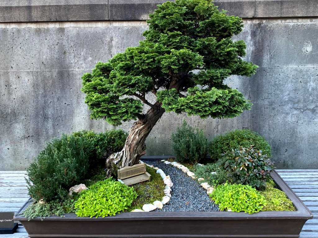 magic garden bonsai