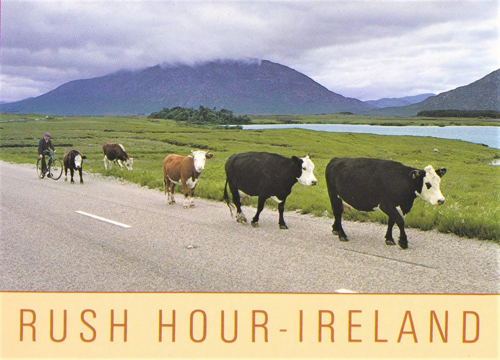 cows on road in ireland