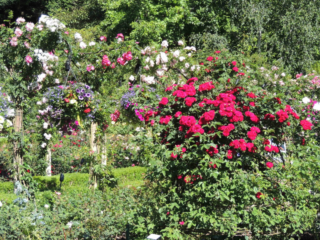 rose garden butchart