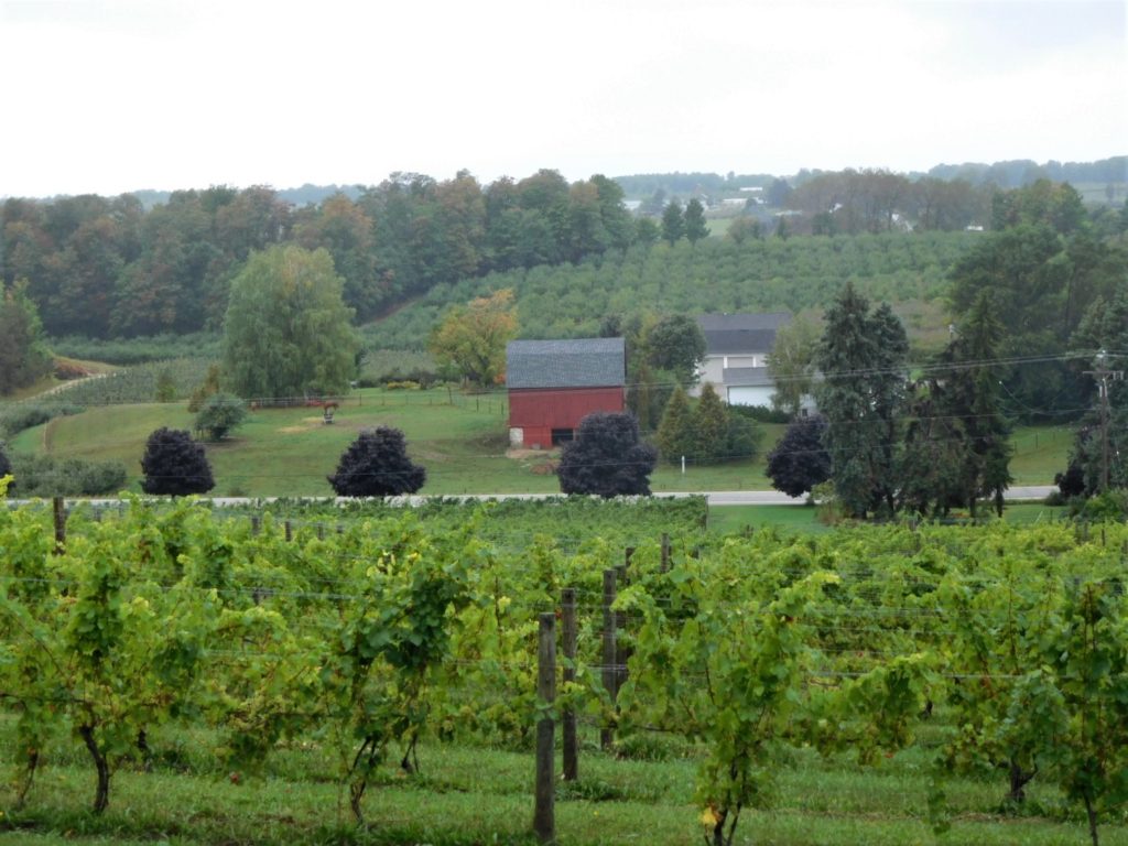 vineyard in michigan