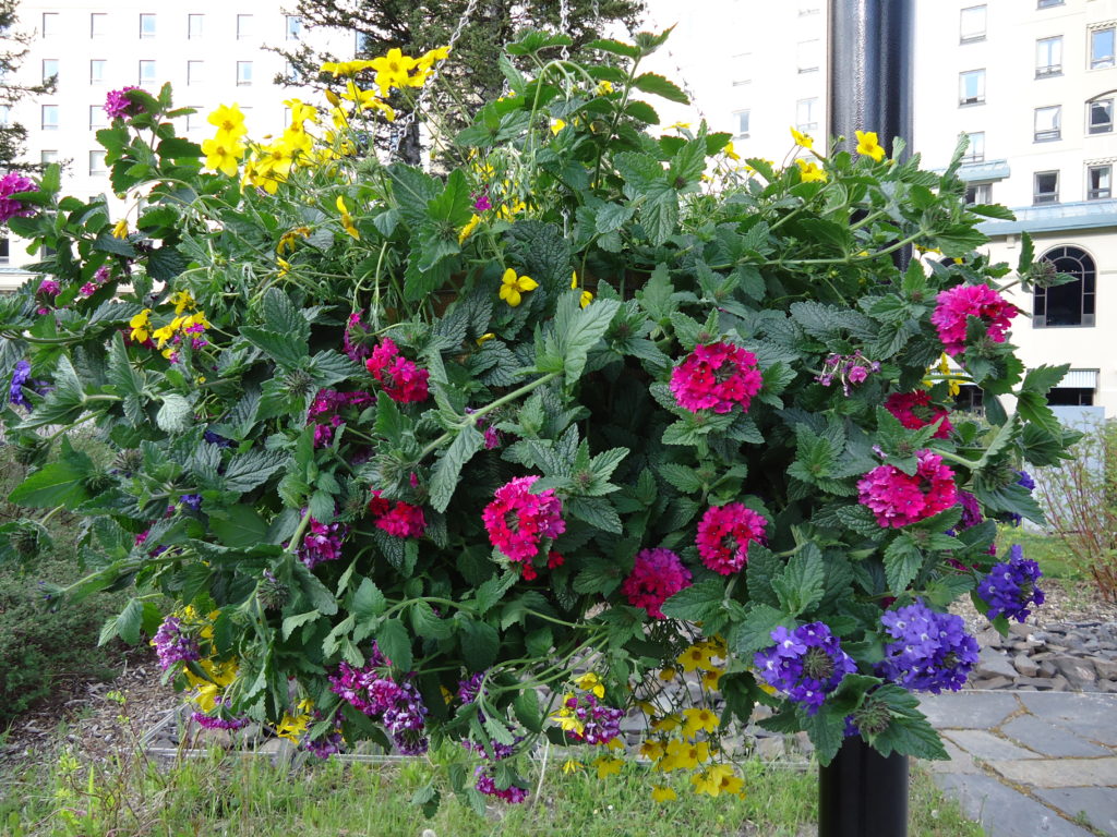 flower baskets at chateau lake louise