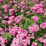 Biltmore rose garden