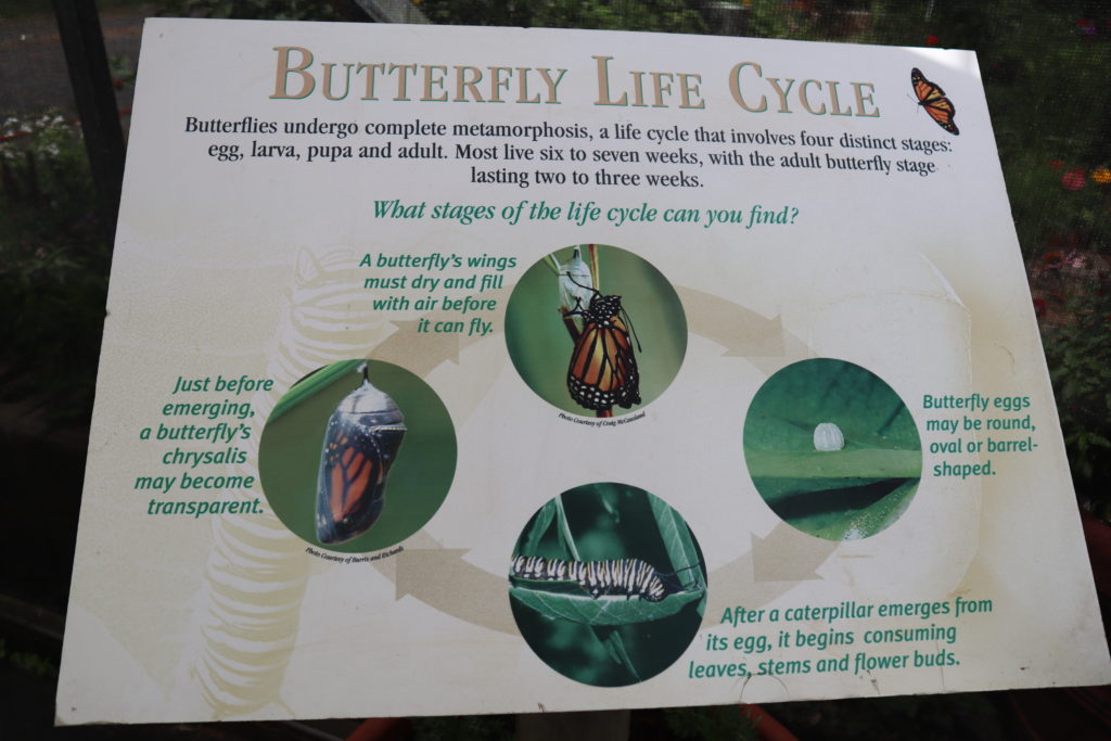 butterfly life cycle