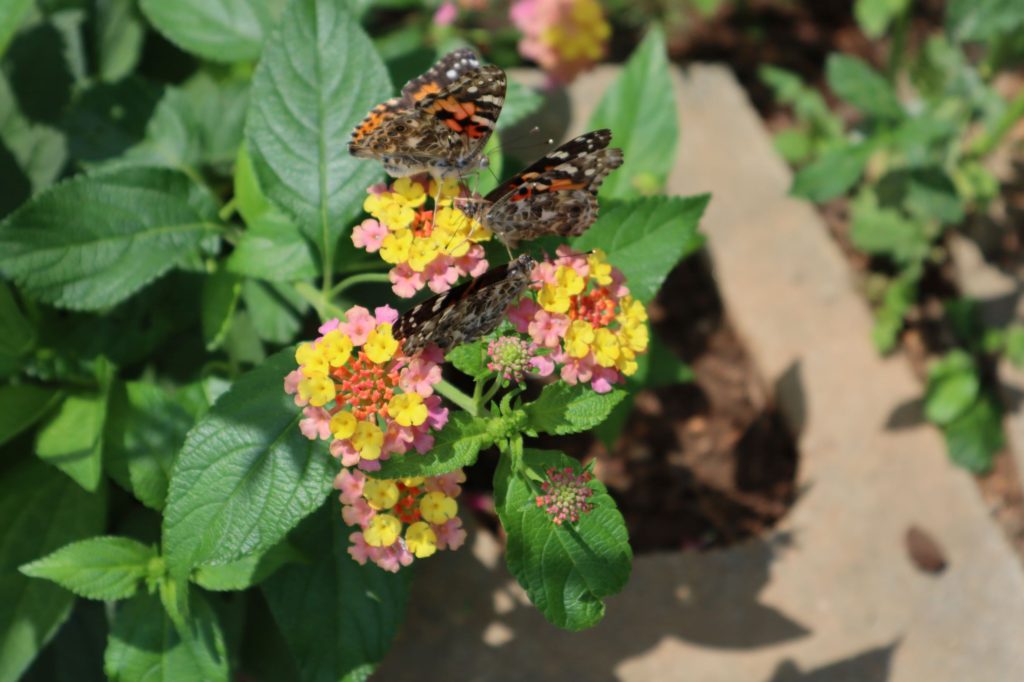 american lady butterfly 2