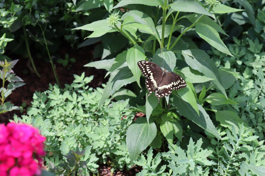 black swallowtail butterfly