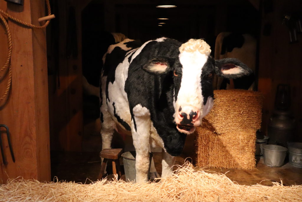 talking cow at Billy Graham library