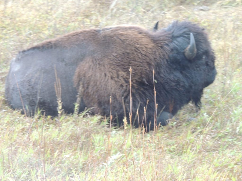 Badlands bison