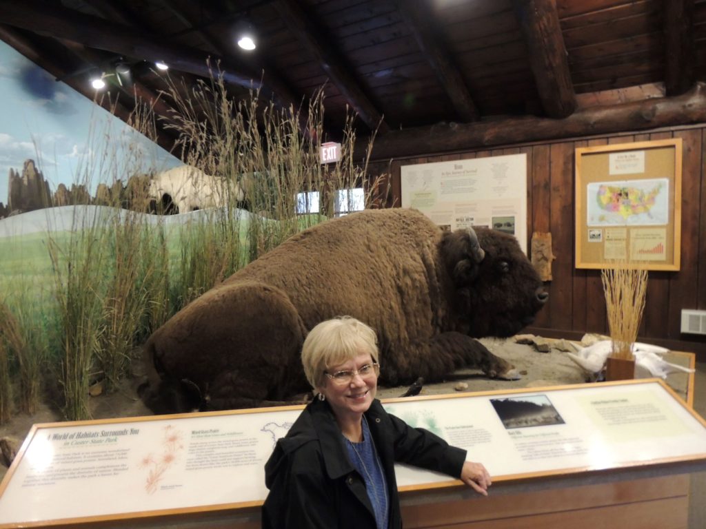 bison at Peter Norbeck visitors center SD