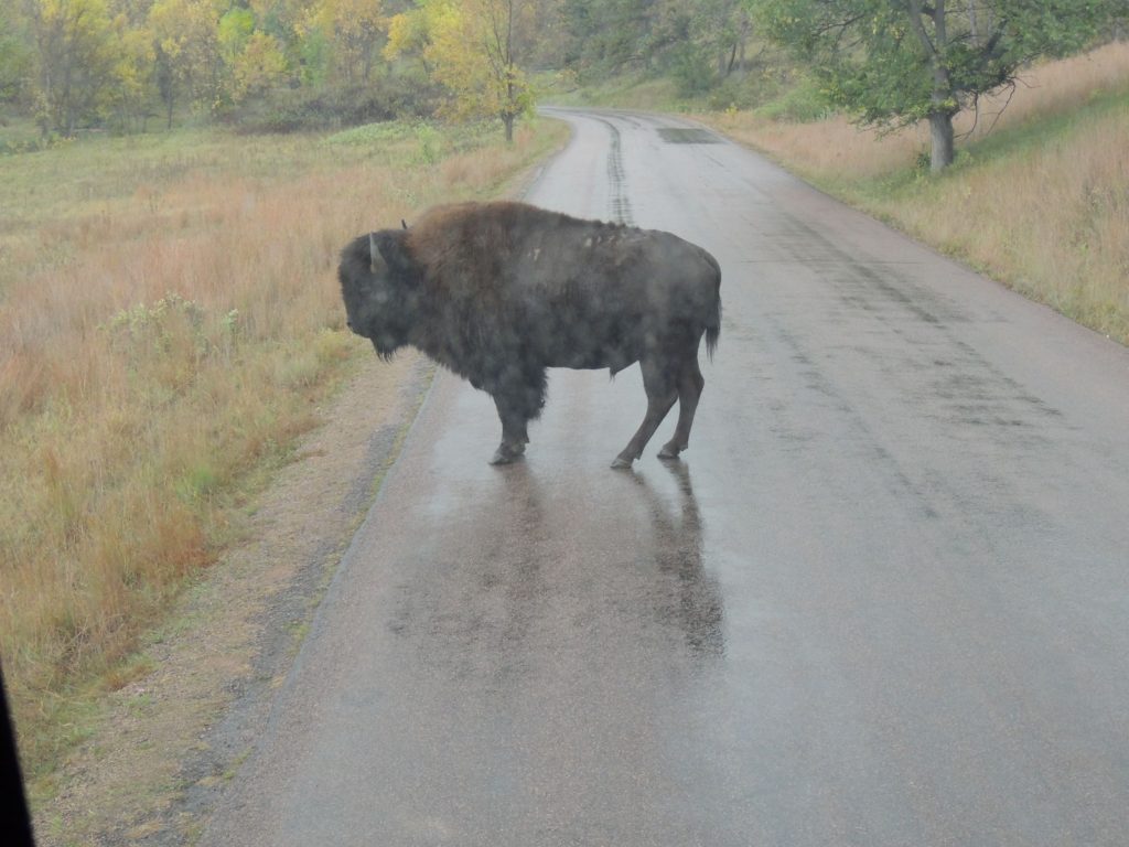 bison in rain in SD